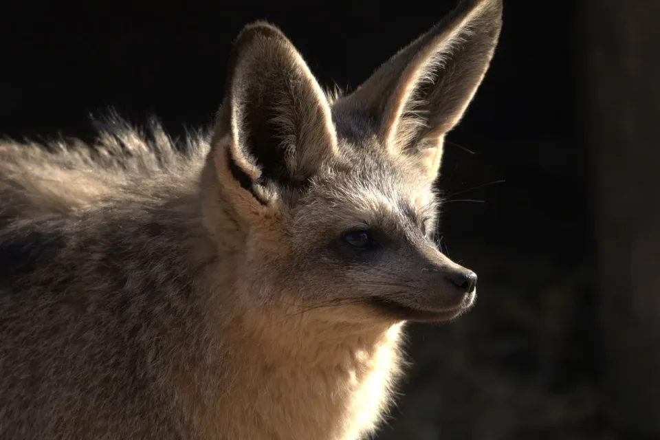 Bat-eared Fox — Wildlife
